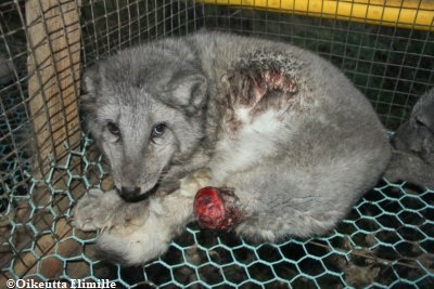 Fur Is Beautiful… But Only on Animals – Pamelyn