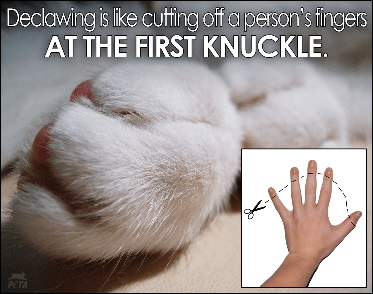 declawed cats