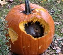 Tips for an Animal-Friendly Halloween – Pamelyn
